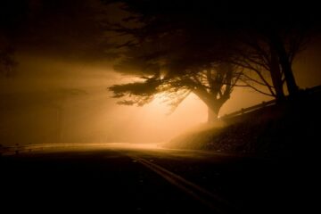 silhouette of trees against yellow glow at night