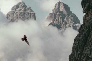 brown bird flying near mountain